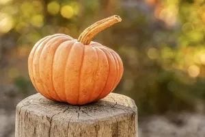 Jak wydrążyć dynię na Halloween?
